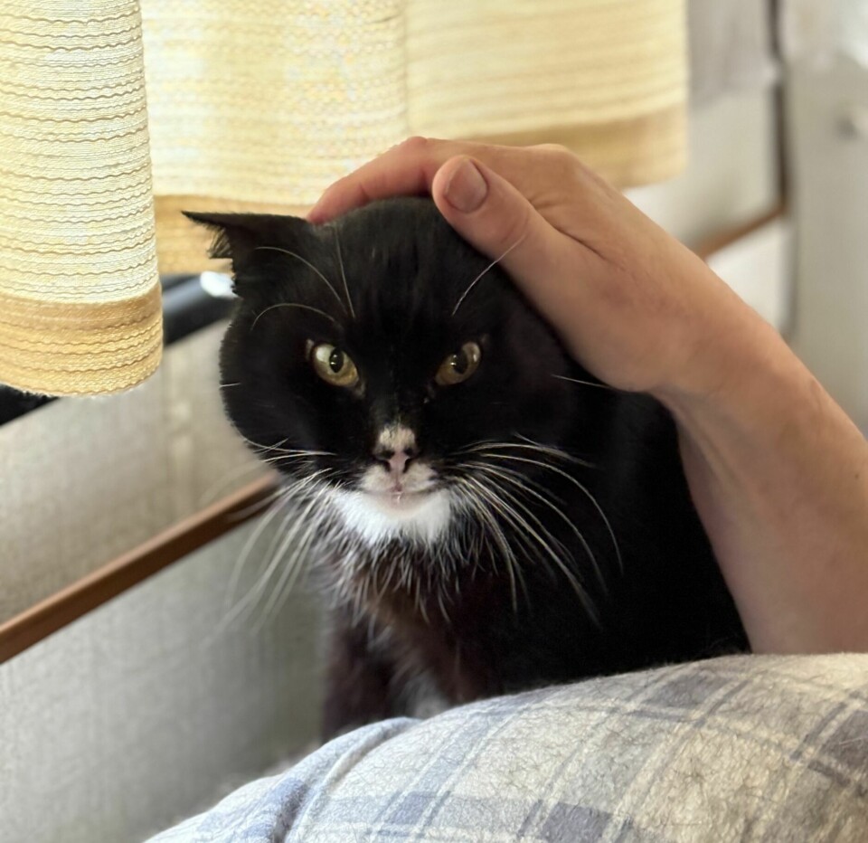 ENDELIG ELSKET: I mange, mange år var Frøken Annekatt en hjemløs omstreifer. Nå er hun blitt tam overfor noen få og har fått sitt eget varme hjem.