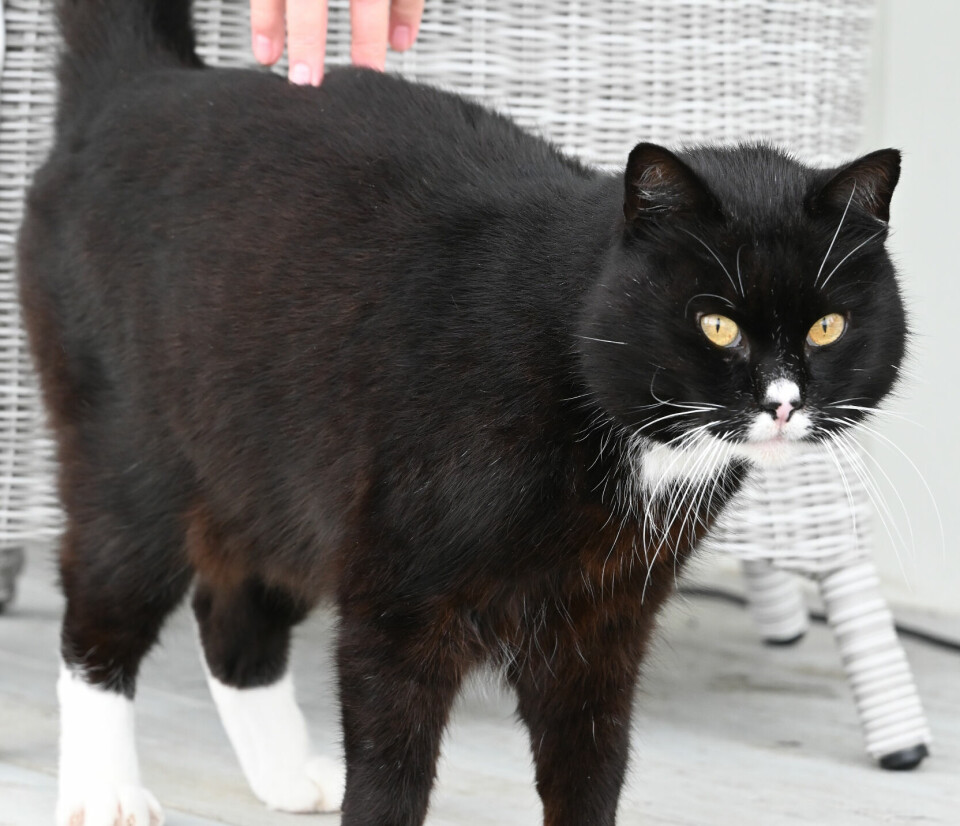 ENDELIG ELSKET: Endelig elsket: I mange, mange år var Frøken Annekatt en hjemløs omstreifer. Nå er hun blitt tam overfor noen få og har fått sitt eget varme hjem.