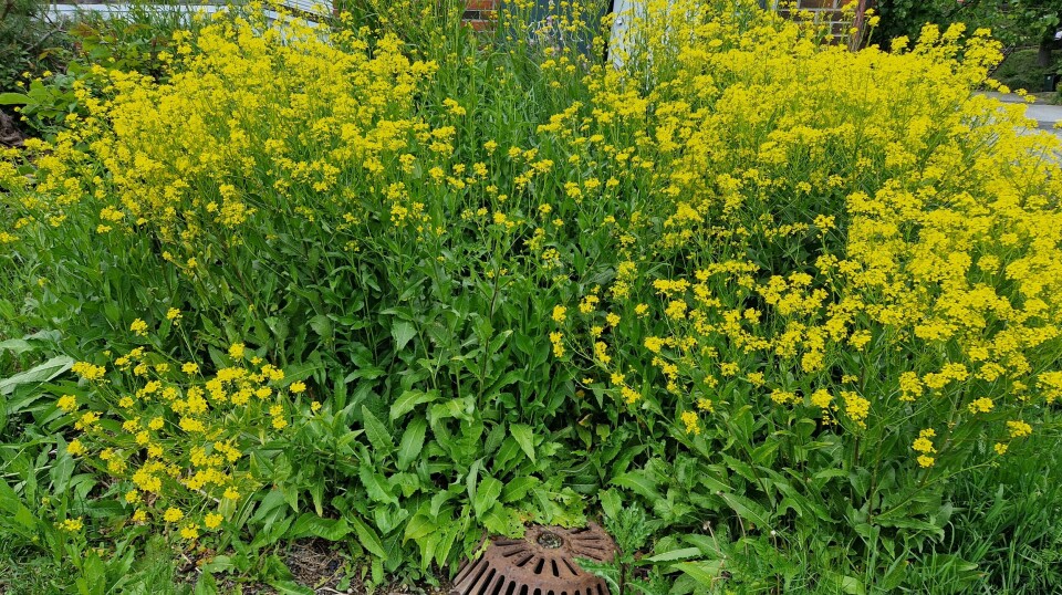 DEN GULE FARE? Russerne kommer – i botanisk form. Ugresset Russekål stammer nemlig fra sør i Russland og tar over stadig nye landområder i Norge.