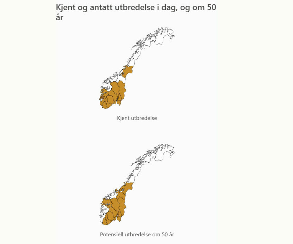 SPRER SEG: Russekål har spredd seg til store deler av Sør-Norge de siste årene. Utviklingen er ventet å fortsette som prognosekartet nederst viser.