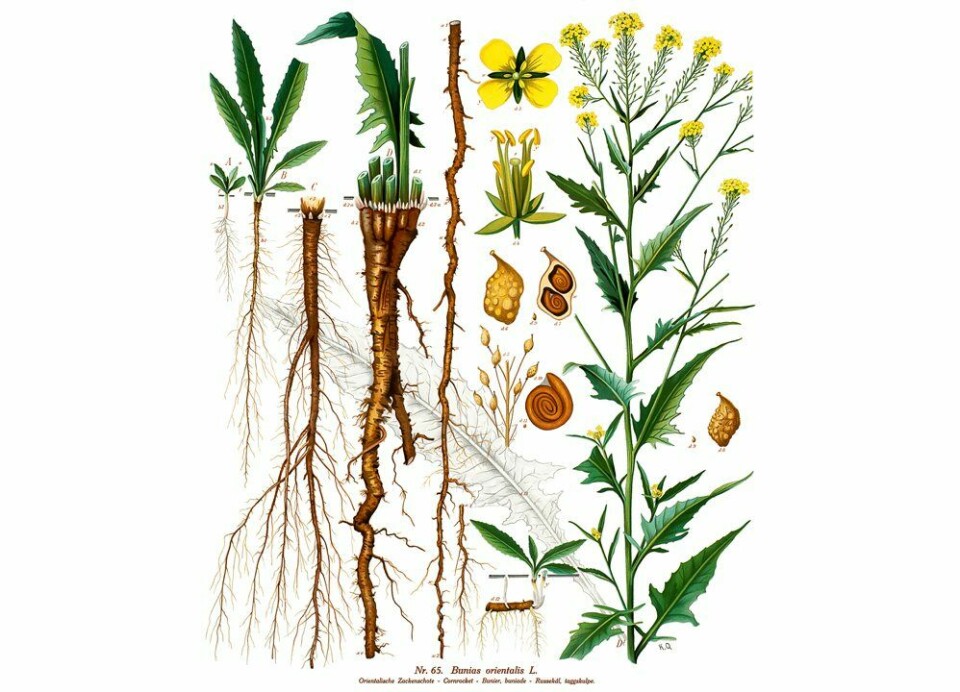 KJENNE IGJEN RUSSEKÅL: Tegningen kan hjelpe deg med å identifisere russekål.