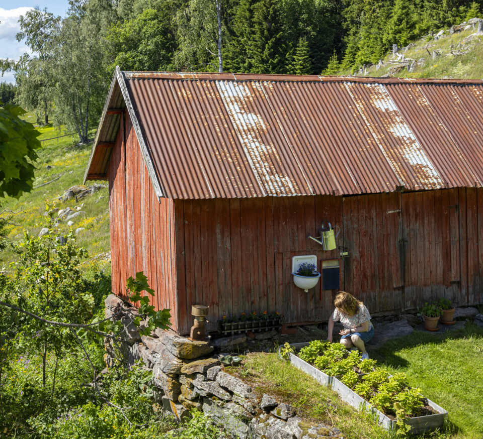 VEDSKJUL: Vedskåla kaller Aase bygget, og her inne har de ved og redskaper. Tidligere ble skinker saltet og tørket her.