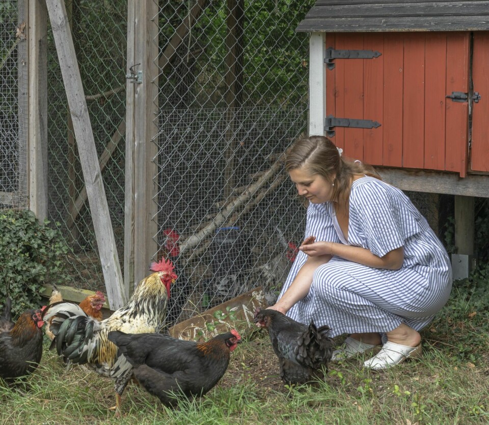 HØNSEGÅRD: Alice mater de herlige hønene.