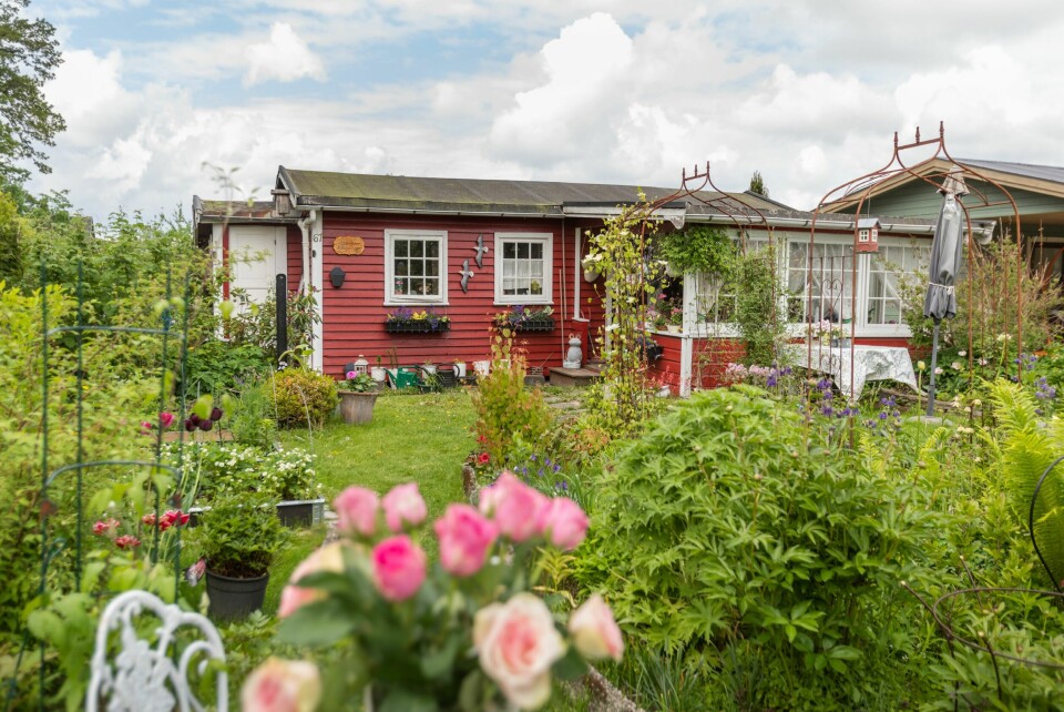 KOSELIG: Bjørg falt pladask for den lille kolonihytta på 30 kvadratmeter med en passe stor hage foran. I hagen hennes er mangfold et representativt stikkord, for her er det mange ulike planteslag.