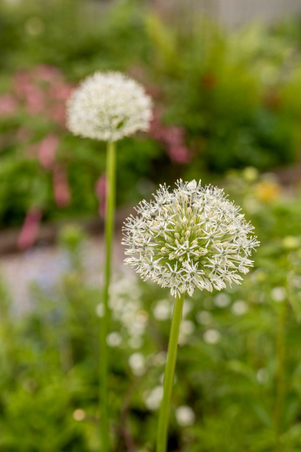 HØYE: Hvit prydløk (allium) av typen Mount Everest kan bli rundt en meter høy og trives i både sol og skygge.