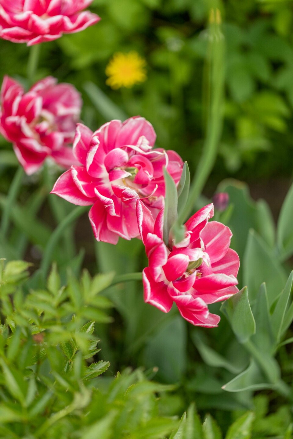 BLOMSTRENDE: Bjørg har mange fine tulipaner i hagen sin, men akkurat hva de ulike typene heter, har hun ikke oversikt over. Hosta og klematis har hun derimot stålkontroll på.