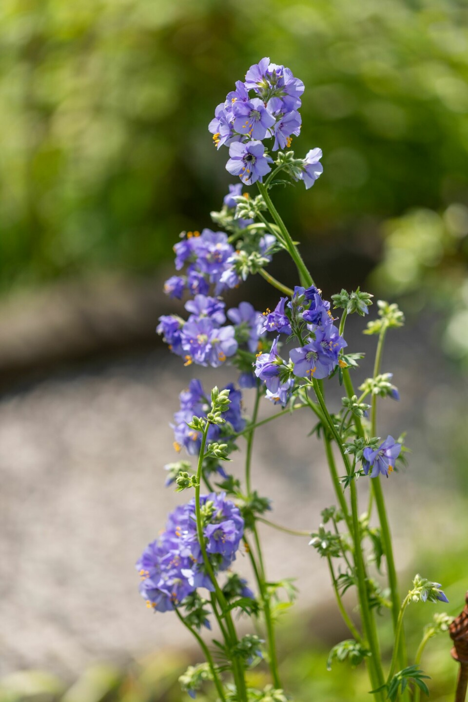 HIMMELSTIGE: Fjellfokk (Polemonium caeruleum), også kalt Jakobs himmelstige, er en flerårig og hardfør plante som trives godt i sol og halvskygge.