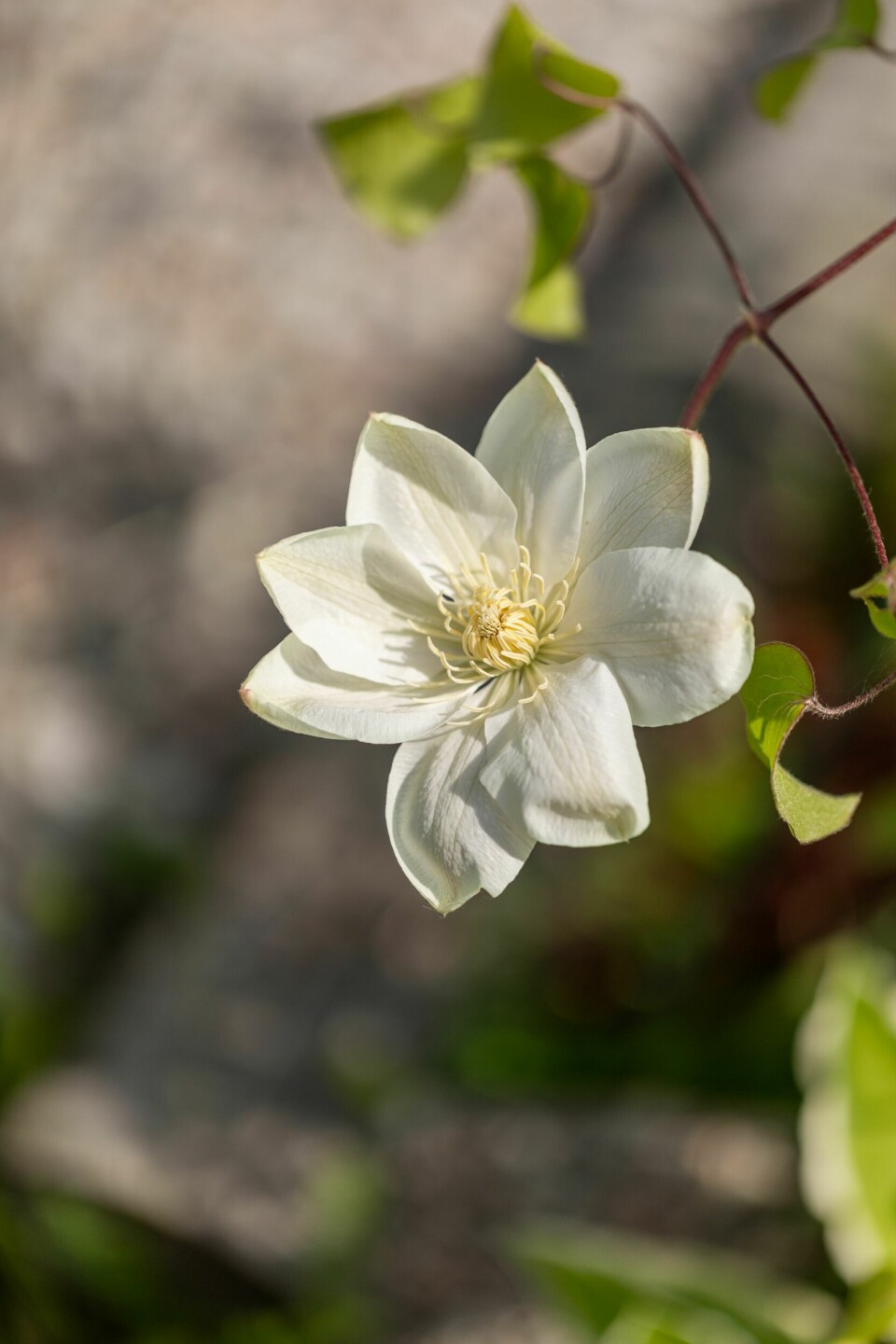 HVIT: Den hvite klematisen Guernsey Cream trives i både sol og halvskygge og blomstrer fra juni til september.