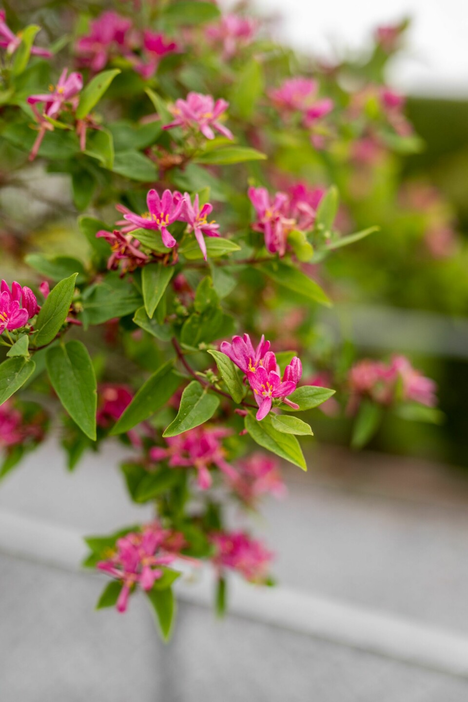 ROSA: Buskkaprifolen ved gjerdet sto her fra før og pynter opp inngangen med nydelige, rosa blomster.