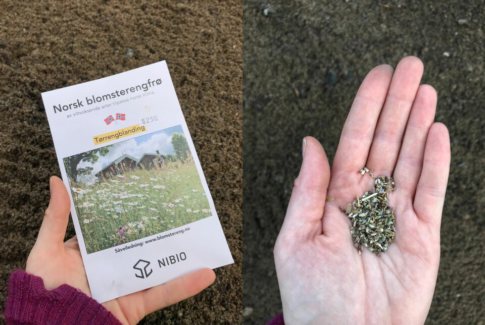 FRØBLANDING: Blomsterengfrø fra NIBIOs blanding for Sørøstlandet. Blomsterengfrø fra NIBIOs blanding for Sørøstlandet.