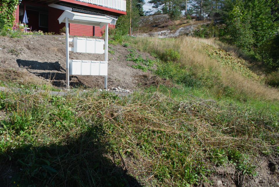 LUKET INNIMELLOM: Det andre blomstingsåret var det lite arbeid med enga, utover å luke bort en og annen løvetann, og slå enga mot slutten av august.