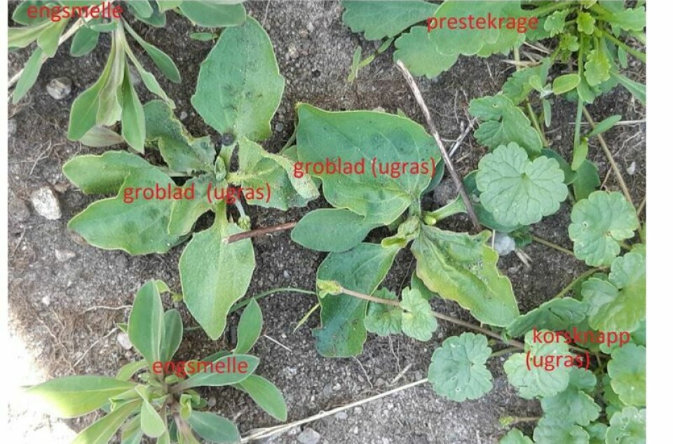 UGRESS ELLER IKKE? Bildet viser hva som er blomst og hva som er ugress på et gitt utvalg spirer.
