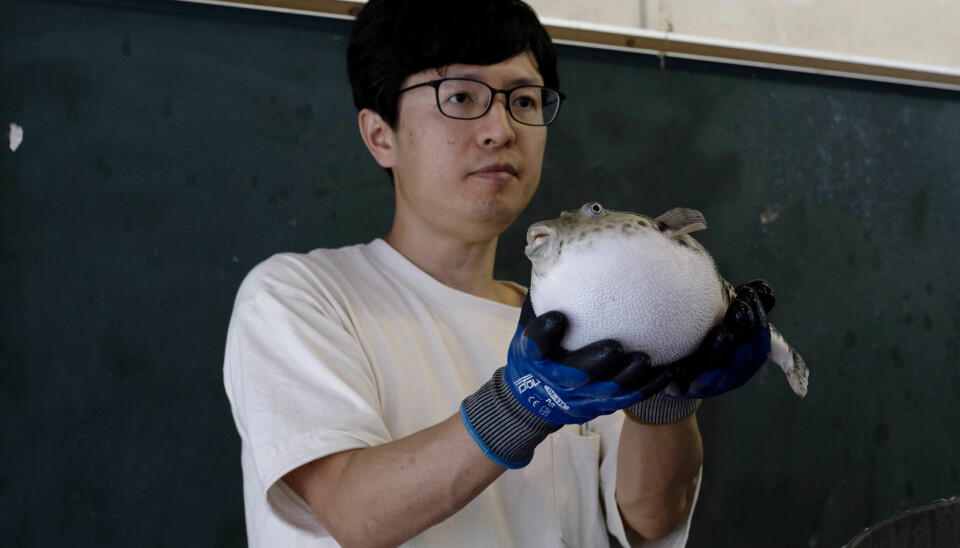 BLÅSER SEG OPP: Fugu eller kulefisk, har fått navnet fordi den blåser seg opp når den er i fare. Her under en demonstrasjon på en oppdrettsfarm i Asago i Japan.