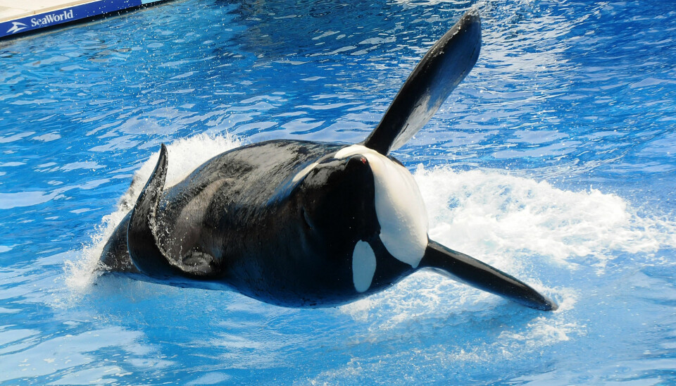 TILBAKE I MANESJEN: Tilikum var raskt tilbake etter tragedien. Her fra en forestilling i SeaWorld i mars 2011.