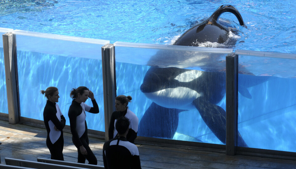 FØLGER MED: Tilikum følger med mens trenerne hans tar en pause under en oppvisning i SeaWorld i Florida i 2011. Året i forveien rammet tragedien en av Tilikums andre trenere - med Tilikum i sentrum.