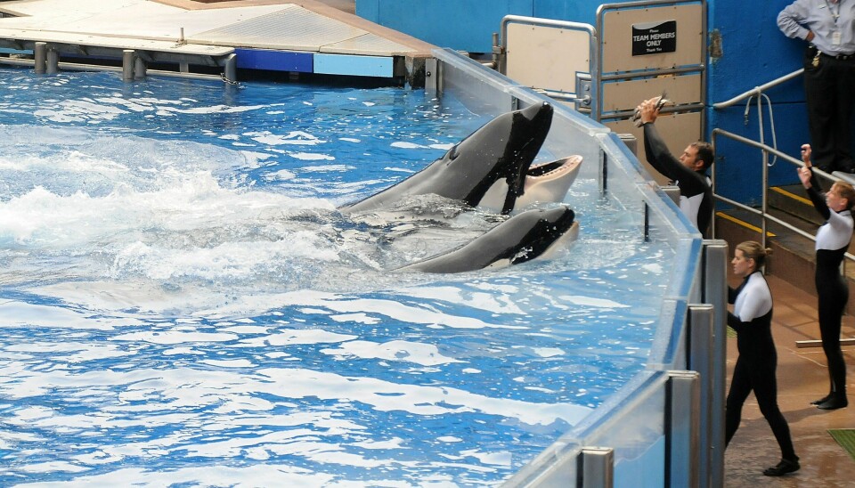 ULYKKE: Tilikum med sine trenere i mars 2010 - kort tid etter at han hadde tatt livet av sin trener Dawn.