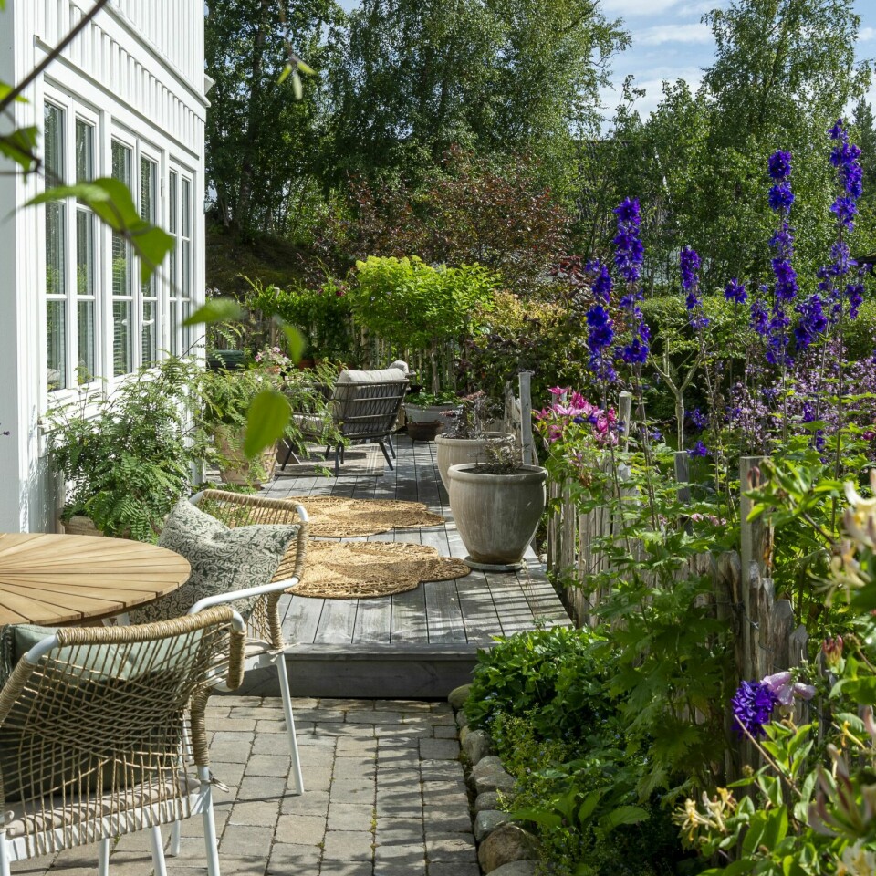 BLOMSTERPRAKT: En smalere terrasse ble en vellykket løsning for familien i boligfeltet på Skatval. For å forsterke følelsen av flere rom, ble den ene delen av terrassen lagt på nivå med plenen. Her er det lagt belegningsstein istedenfor tredekke.