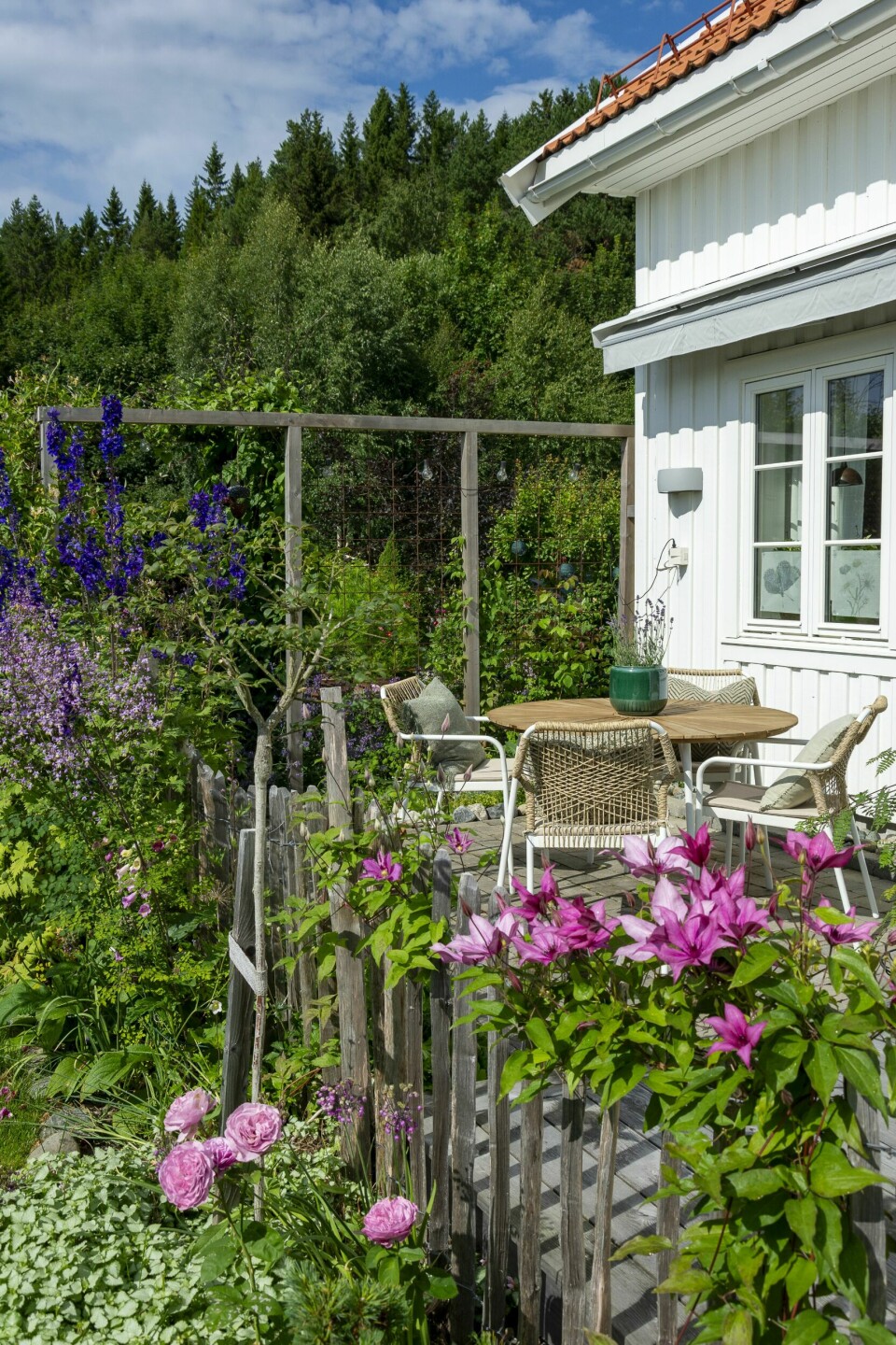 FIN OVERGANG: Hage helt inntil terrassen. Forandringen er stor når man ser før-bilder fra dette hjørnet av hagen. Kjersti oppnådde det hun ønsket når hun fikk satt opp et gjerde og plantet farvorittplantene sine tett inntil. Nå føles det som å sitte i hagen og ikke bare se ut på den.