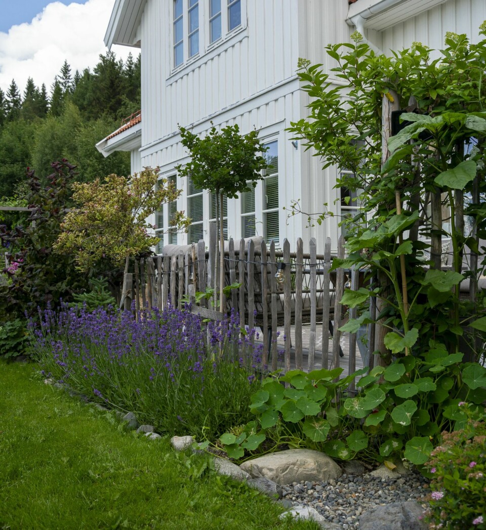 LUFTIG REKKVERK: Kastanjegjerdet langs kanten av terrassen har gitt muligheter for å plante blomster og planter med litt høyde inntil gjerdet.