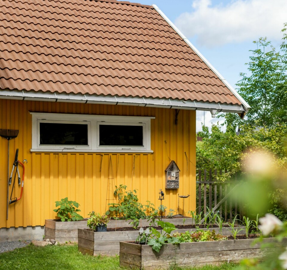 GRØNNSAKHAGE: I trekassene bak garasjen dyrkes det agurk, tomat, physalis, vannmelon, sukkererter, paprika, mais, salat og squash.