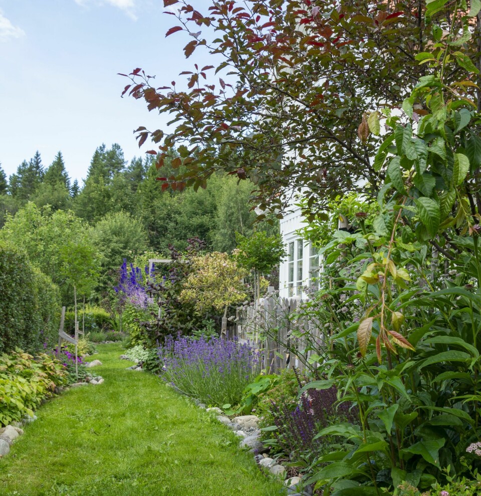 GANGVEIER: Der det tidligere var en naken terrasse, er det nå fine blomsterbed langs gjerdet. Det som er igjen av plenen foran terrassen, føles nå som en hagegang mellom blomsterbedene på hver side.