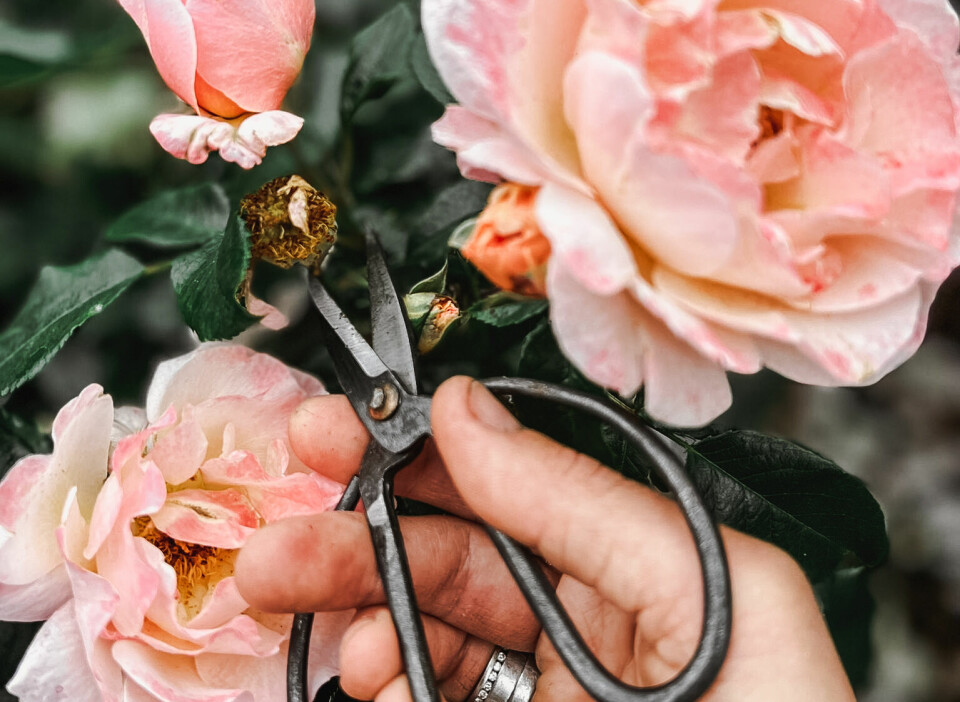 PENT OG RYDDIG: Å klippe bort visne blomster holder uterommet pent, men enda viktigere: De remonterende vekstene blir stimulert til videre blomstring når de ikke får mulighet til å sette frø. Denne smarte saksen fra By Benson kommer til overalt.