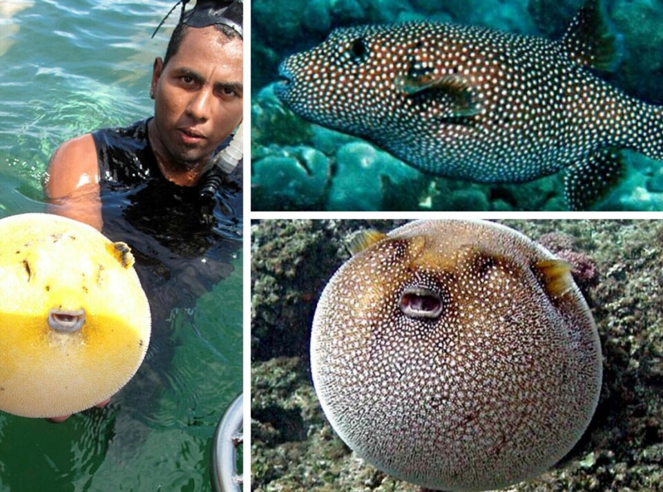 OPPBLÅST: Når kulefisken aner fare, blåser den seg opp. Derav tilnavnet.