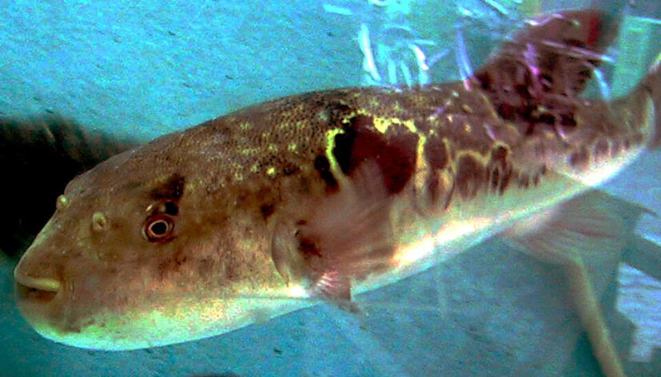 DØDELIG: Flere mennesker har måttet bøte med livet opp gjennom historien etter å ha fortært den giftige fisken.