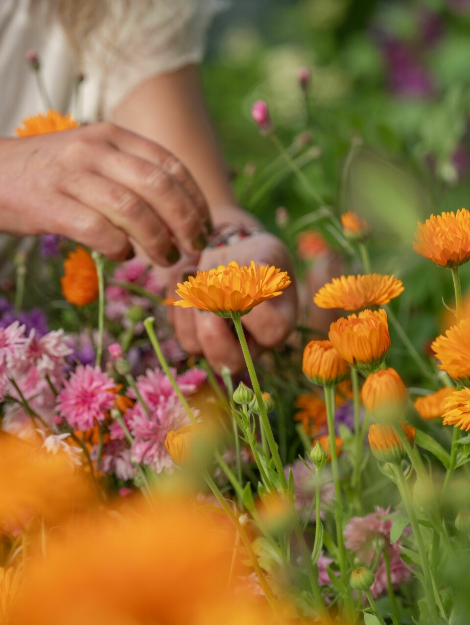 SPISELIG DEKOR: Stina passer på å knipe av avblomstrede ringblomster for å forlenge blomstringen. – Jeg liker det litt vimsete uttrykket deres og synes fargene er fantastiske.