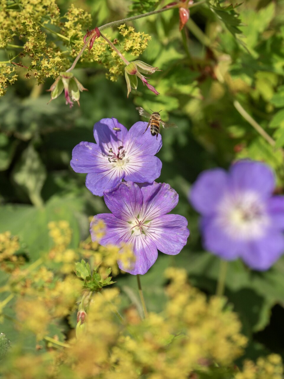 STORKENEBB: – Denne stauden er lettstelt, har nydelige blomster, litt viltert bladverk og blomstrer lenge. Og viktigst av alt så er den pollinatorvennlig.