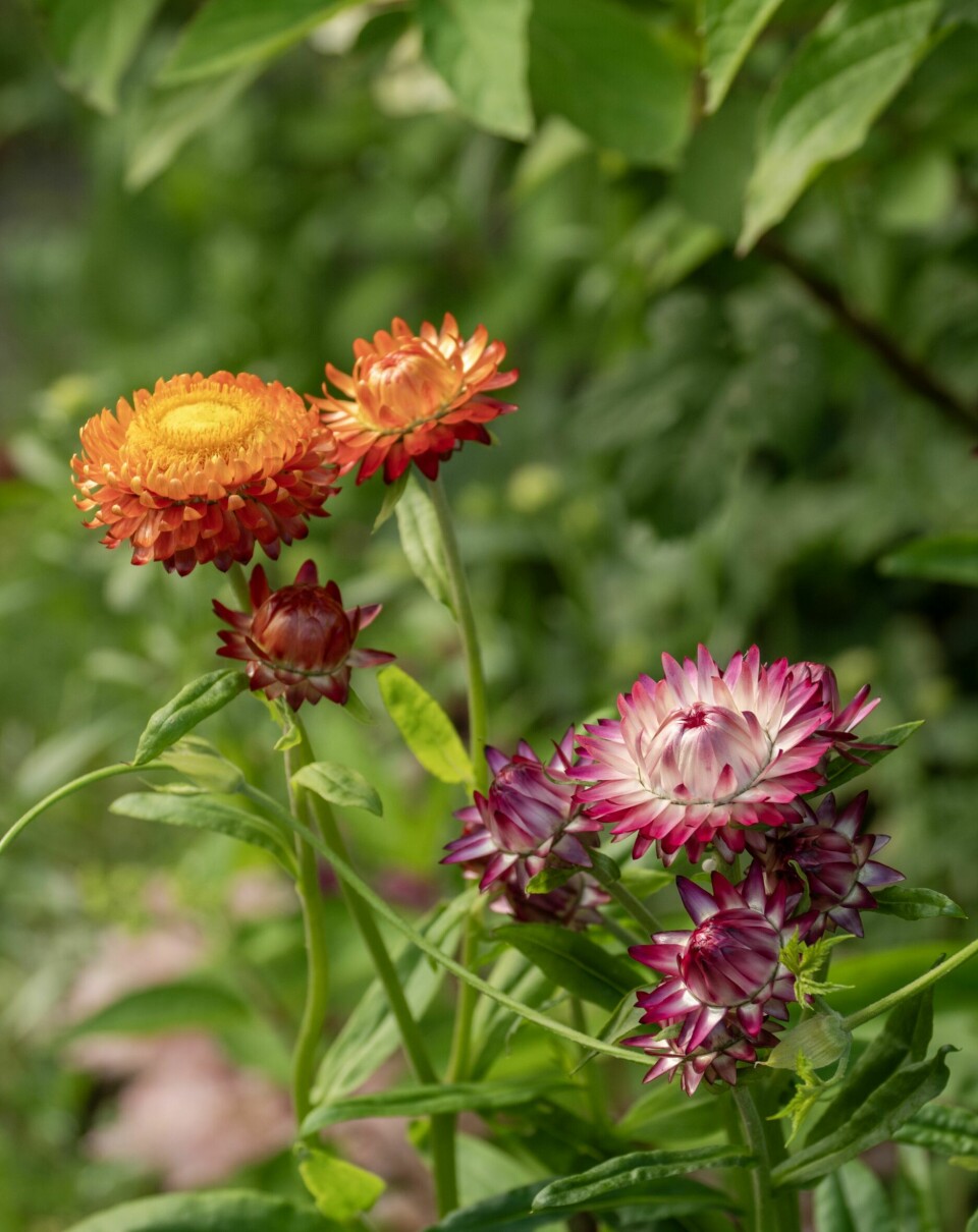 SKJØNNE: Høststråblomstene lyser opp i bed og buketter med sine papiraktige blomster i varme høstfarger. De er både lettdyrket, tørketolerante og perfekte som evighetsblomst i tørkede dekorasjoner.