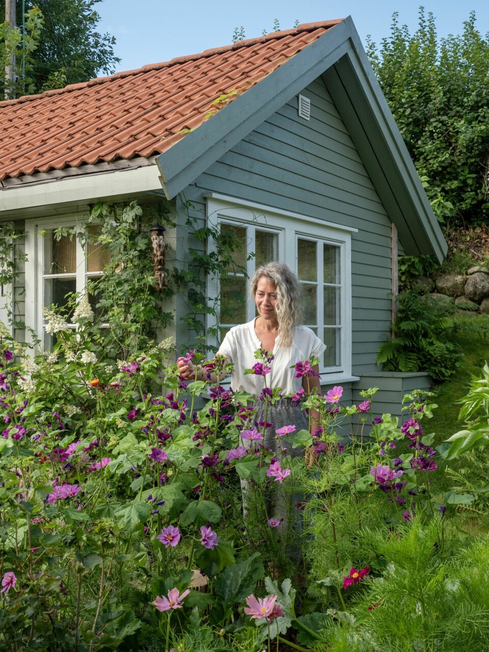 MAURITANSK KATTOST: – Det er første året vi har denne i hagen, men den er kommet for å bli. Den er høy, gjør mye ut av seg og blomstrer hele sommeren til langt utover høsten. Foran ser vi pyntekorg i forskjellige rosanyanser.