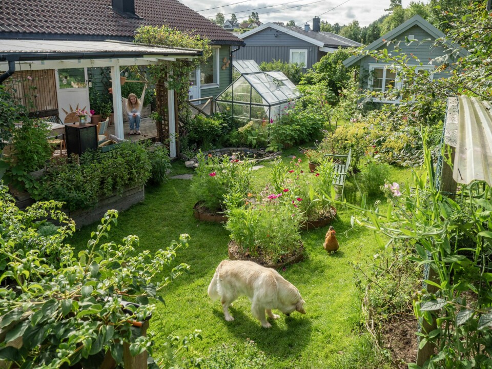 LEVENDE HAGE: Her trives både to- og firbente i alle størrelser. Runde, opphøyde bed med sommerblomster rammet inn av cortenstålkanter bryter opp plenen. Jorden er dekket med plenklipp for å holde på fuktigheten, redusere ugress og tilføre næring. Plantekassene er bygget av familiens gamle terrasse.