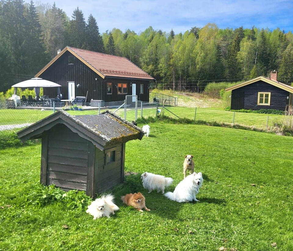 SOLPLASSEN: Den gamle husmannsplassen er omringet av flere mål frodige gressvoller og har ingen naboer. Her kan de firbente beboerne løpe fritt omkring og bjeffe så mye de vil.