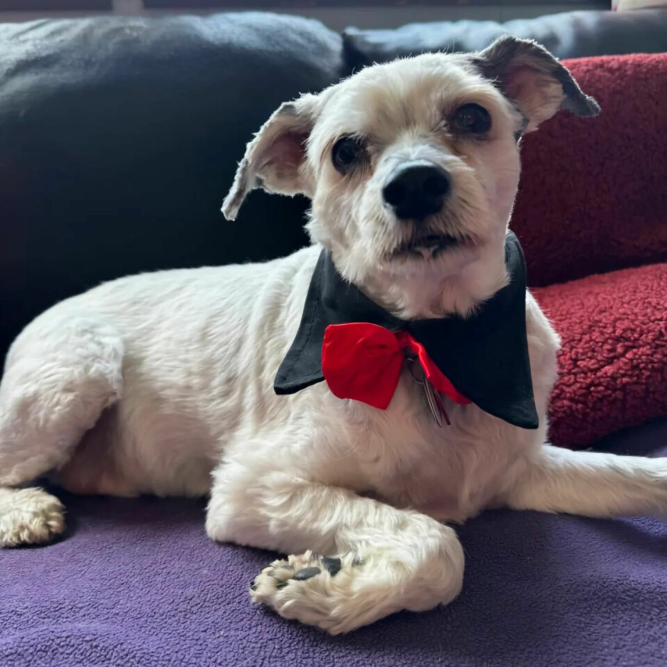 EN SPANSK SENORITA: Lola er adoptert fra Spania og den eldste i flokken. Hun blir hos Marianne så lenge hun lever.