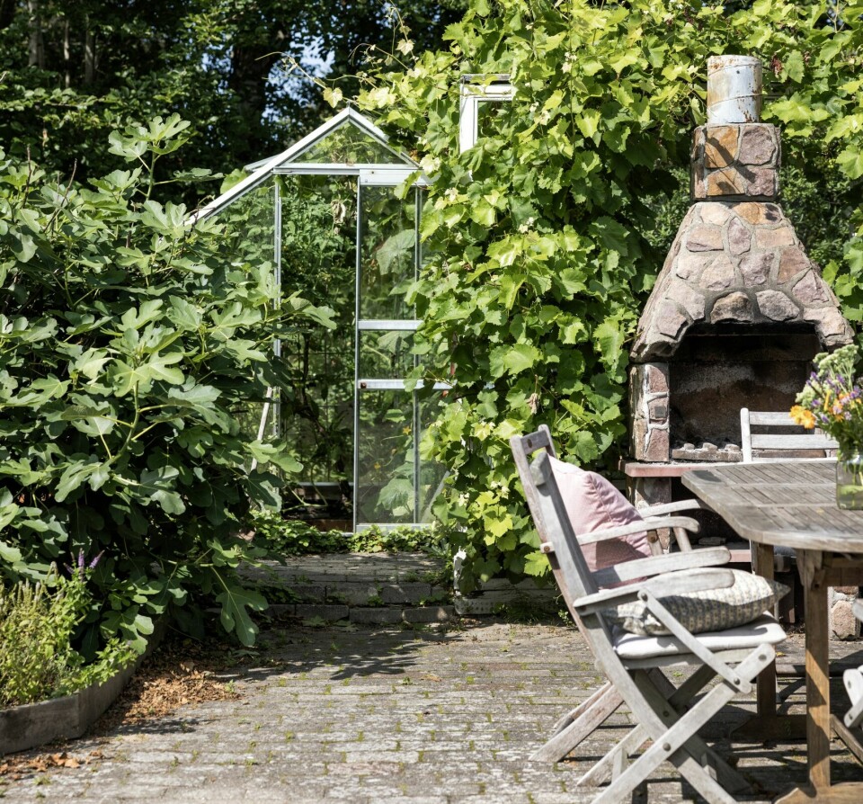 GRØNT OG SKJØNT: Den hyggelig uteplassen er omgitt av et fikentre, drivhus og en stor vinranke, noe som gjør dette til en herlig grønn og lun krok.