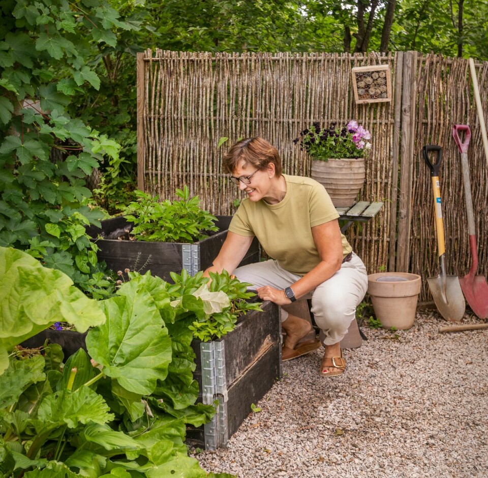 MELLOMSTASJON: Pallekarmene utenfor uthuset brukes først og fremst som mellomstasjon for planter Anne Mette ikke helt har bestemt seg for hvor hun vil plassere.