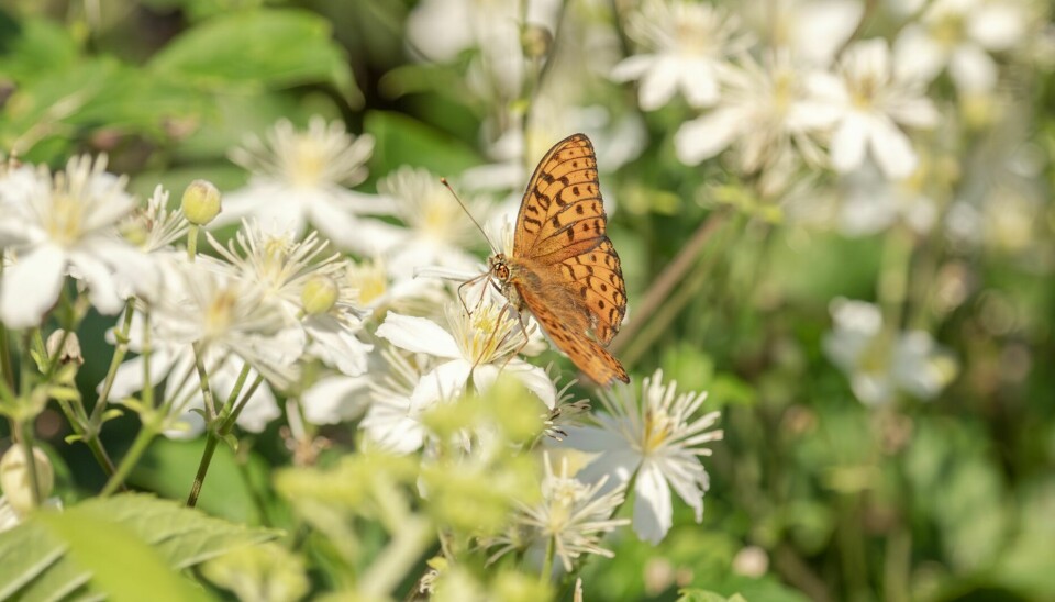 HØY WOW-FAKTOR: Den hvite blomsterskyen til klematis 'Summer Snow' er litt av et skue når den blomstrer fra juli til september. Den tiltrekker seg massevis av sommerfugler. – Den trivdes ikke der den var plassert tidligere. Det er utrolig gøy å se hvordan den oser av lykke der den står nå!