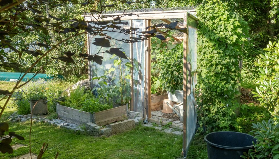 HJEMMELAGET: Det sjarmerende drivhuset i tre har paret bygget selv. Her vokser tomater, agurk og paprika. – Jeg kjøper grønnsakene som små pluggplanter på gartneriet i starten av sesongen. De blir raskt store.