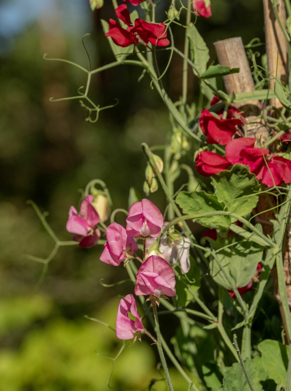 BLOMSTRING I HØYDEN: Ann Christin er glad i erteblomster og sår dem selv. – Jeg elsker at de blomstrer hele sommeren og at de produserer mer blomster jo mer jeg plukker.