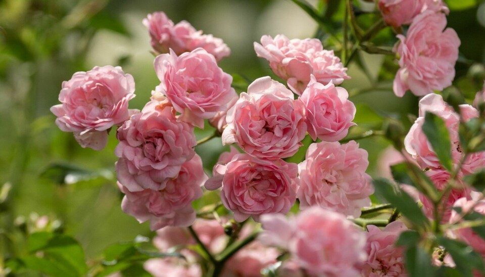 BUNNDEKKENDE BUSKROSE: 'The Fairy' er remonterende og blomstrer fra slutten av juni og helt til frosten kommer.
