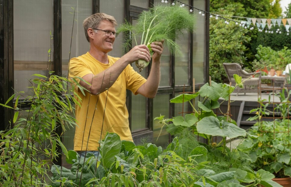 KORTREIST: I kjøkkenhagen dyrker paret grønnsaker og jordbær. Tomater, agurk, chili og grønnkål forkultiveres inne under plantelys fra februar. Her har Frode hentet en høsteklar fennikel.