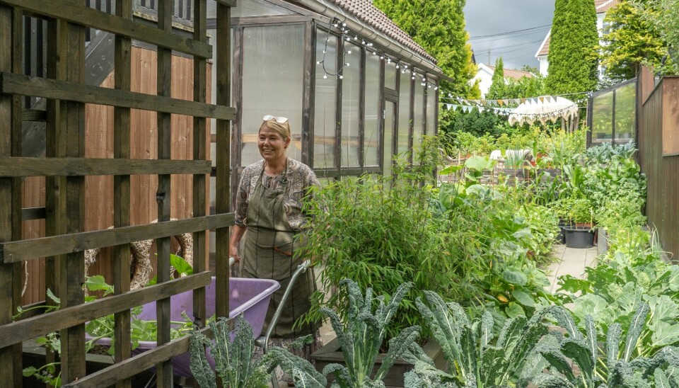 EN FAVORITT: Palmekålen stortrives i kjøkkenhagen. Den forspires i drivhuset fra starten av april og vannes med en miks av grønnsåpe og vann for å unngå larver. – Kålen vokser fint langt utover vinteren og det sies at den smaker enda bedre etter første frostnatt.Vi bruker den i salater og pastaretter.