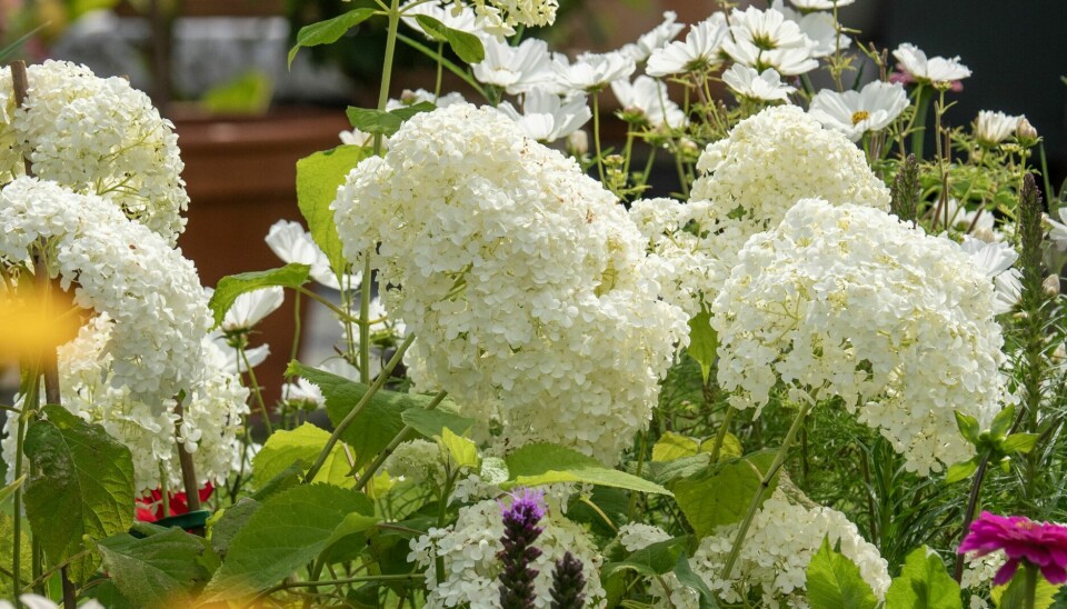 SPENNENDE KOMPOSISJON: Høyreist og ballformet vierhortensia 'Anabell' er kombinert med lavere fargeklatter som zinnia og akssøyleblom.