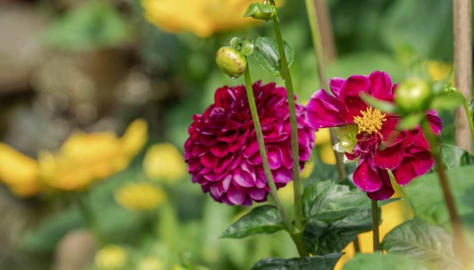 FARGESPRAKENDE: Hege er ikke redd for å mikse farger, noe som gir bed med et herlig tropisk resultat. Her er georginen 'Dahlia Natal' og sommersolhatten 'Prairie Sun'.