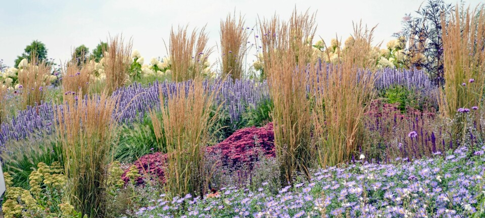 «Hagens dansere» trenger nesten ikke stell