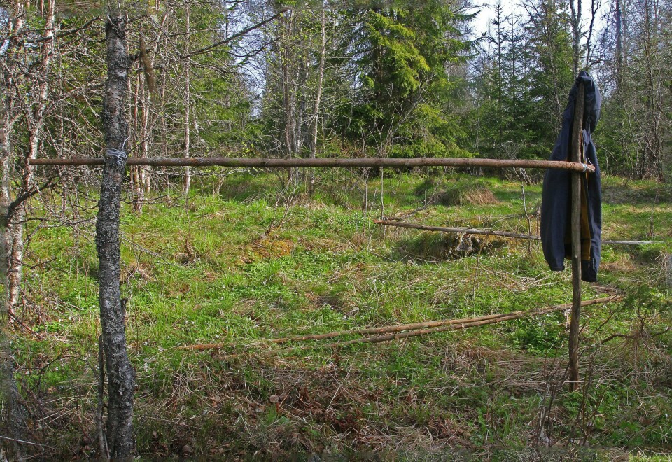 STARTEN: Her er den første stokken i gapahuken festet, til venstre i ei bjørk og til høyre i en solid staur. Nå skal enden på takstokkene legges oppå.