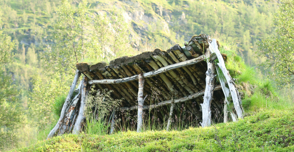 AV BJØRK: En gammel huk i fjellbjørkeskogen. Her er det solide stokker og torv på taket med tanke på at bygget skal stå noen år.