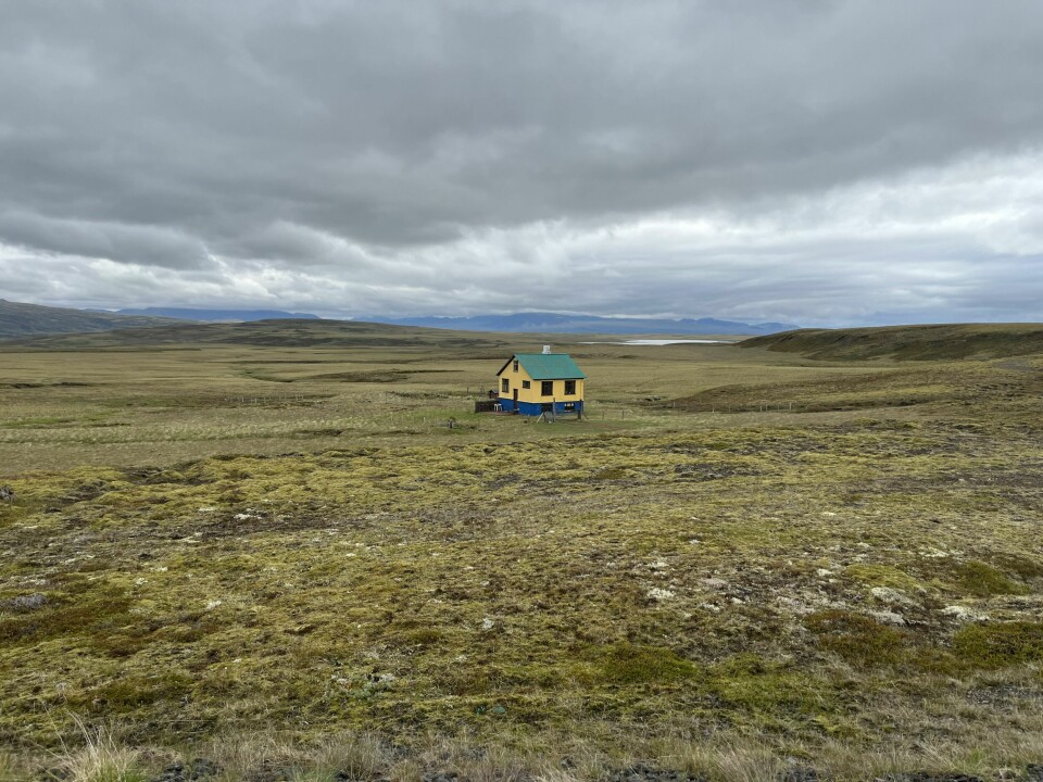 UTEN VINDSKJERMING: Slik er store deler av Island: Mose og lav på vulkansk grunn.