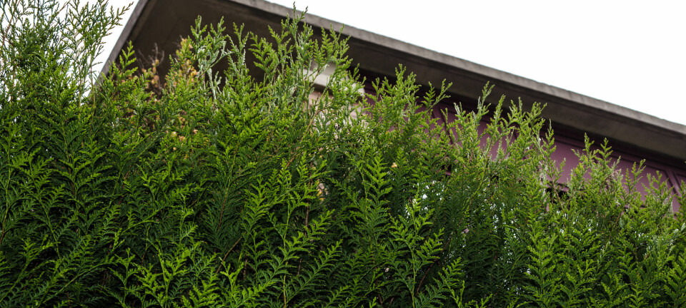 Hekken til naboen vokser ut i veien. Kan jeg klage til kommunen?